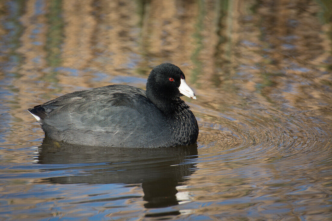 American Coot (Fulica americana), swimming in a wetland pond at Sacramento National Wildlife Refuge, California.