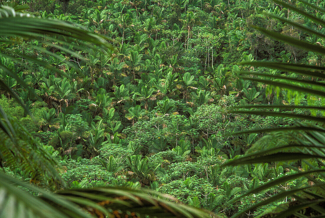 Tropischer Regenwald El Yunque im Karibischen Nationalwald, Puerto Rico.