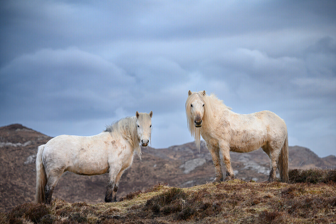 Highland Ponies at Eishken Estate on the Isle of Lewis and Harris, Outer Hebrides, Scotland.