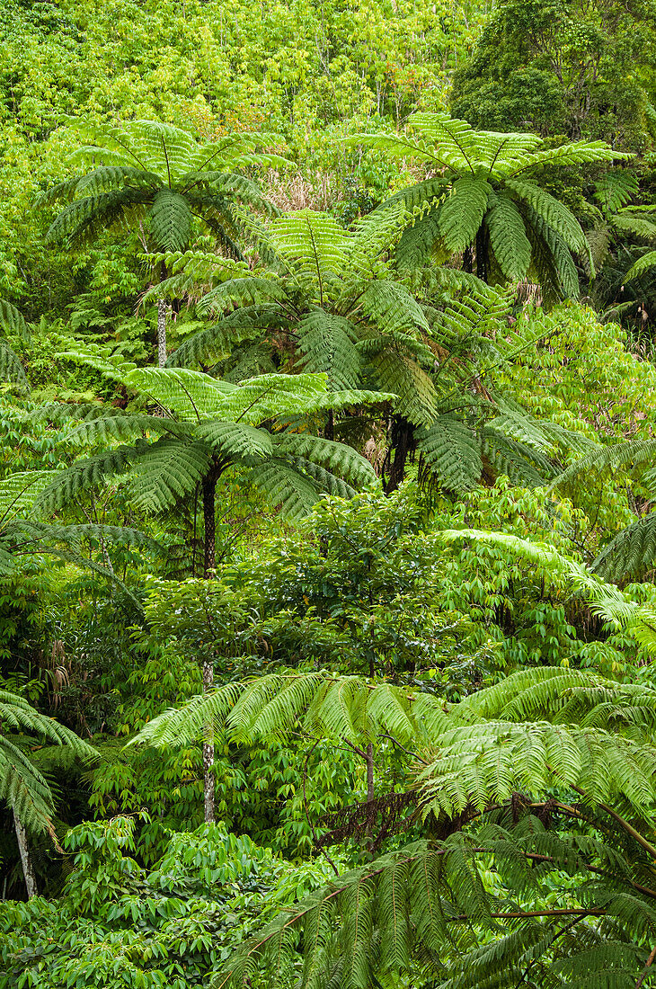 Tropical rainforest in the Nasouri Highlands of Viti Levu, Fiji.