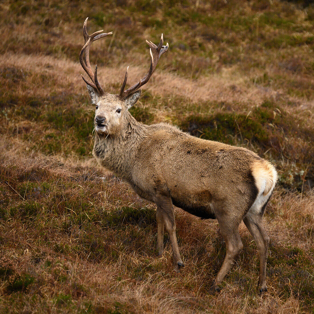 Red deer king stag, Isle of Lewis and Harris, Outer Hebrides, Scotland.