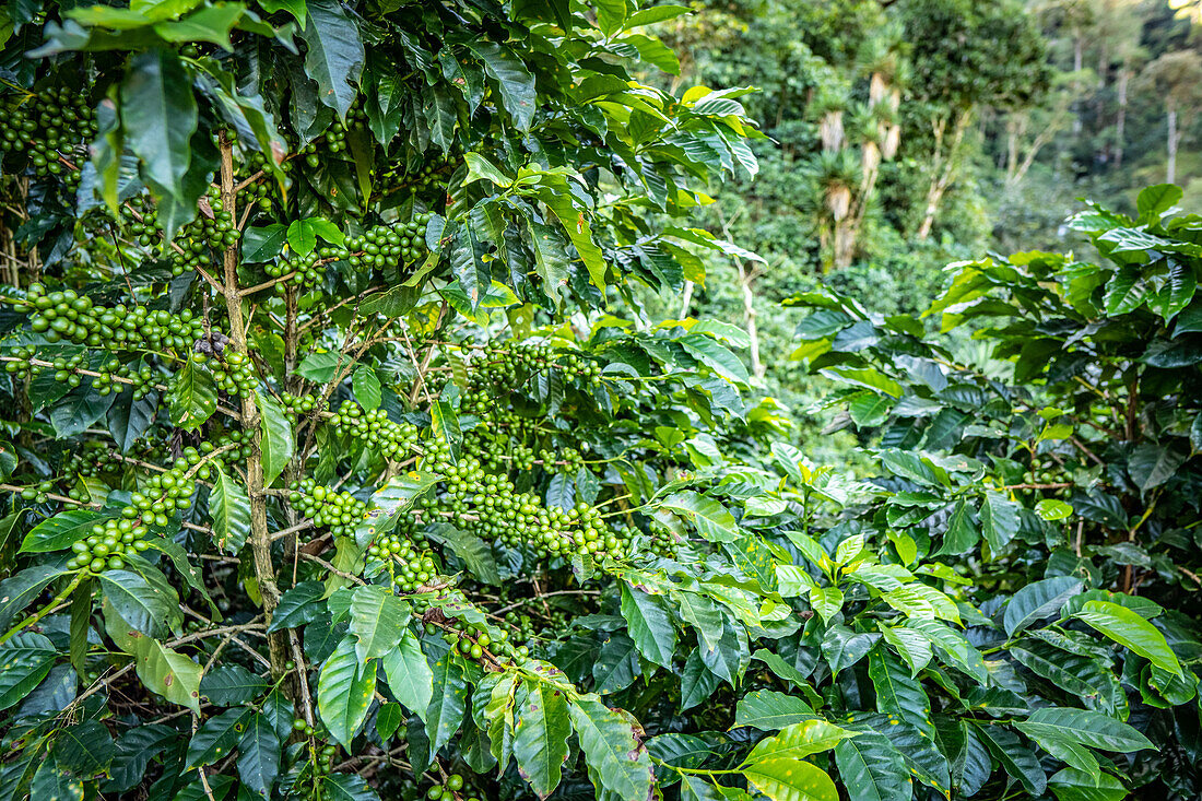 Coffee plantations in Huehuetenango Guatemala