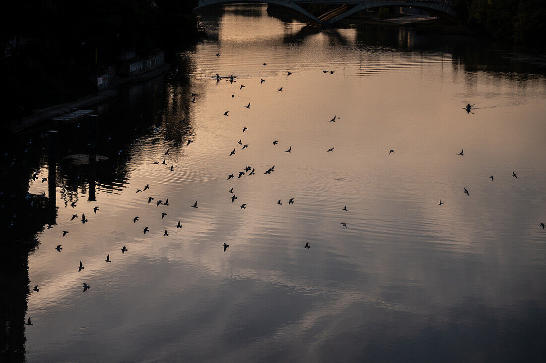 Flock of birds on the Ebro River, Zaragoza, Spain