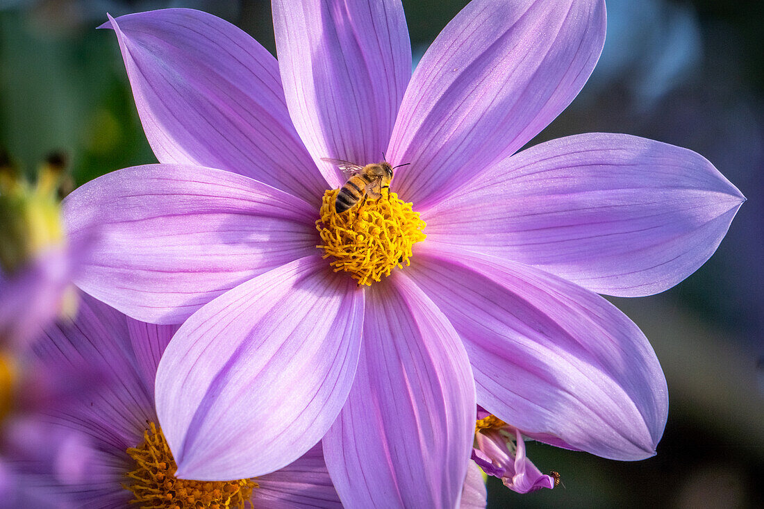 Dalia Catalina (Dahlia imperialis) in Huehuetenango Guatemala