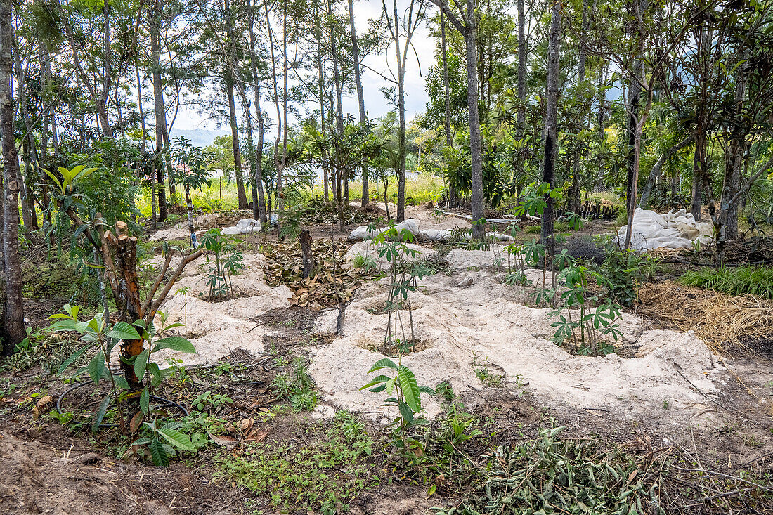 Baumfarm in Aguacatan, Huehuetenango, Guatemala