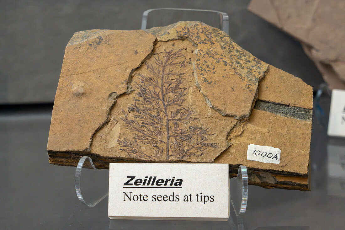 Fossilized Zeilleria, a seed fern, in the BYU Paleontology Museum in Provo, Utah.