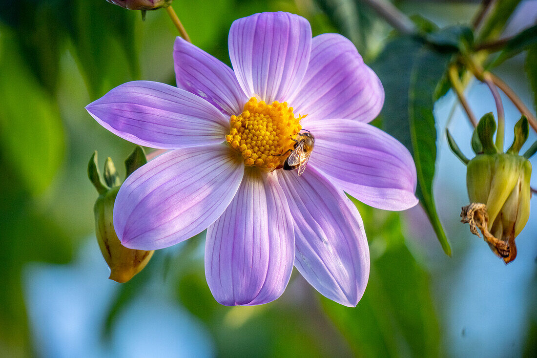 Dalia Catalina (Dahlia imperialis) in Huehuetenango Guatemala