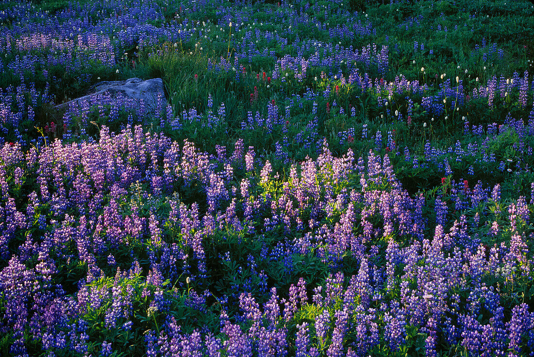 Lupine meadow along the Nisqually Vista Trail in the Paradise Area at Mount Rainier National Park, Washington.