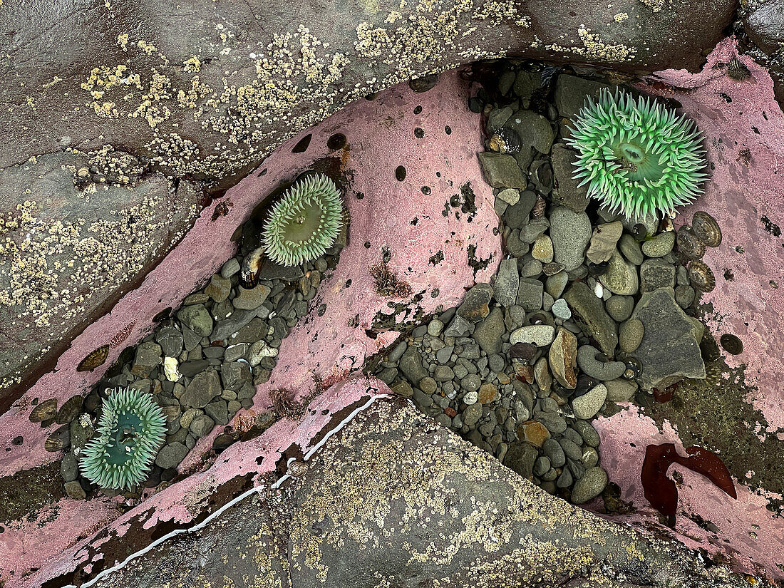 Grüne Seeanemonen am Rialto Beach im Olympic National Park, Washington, USA.