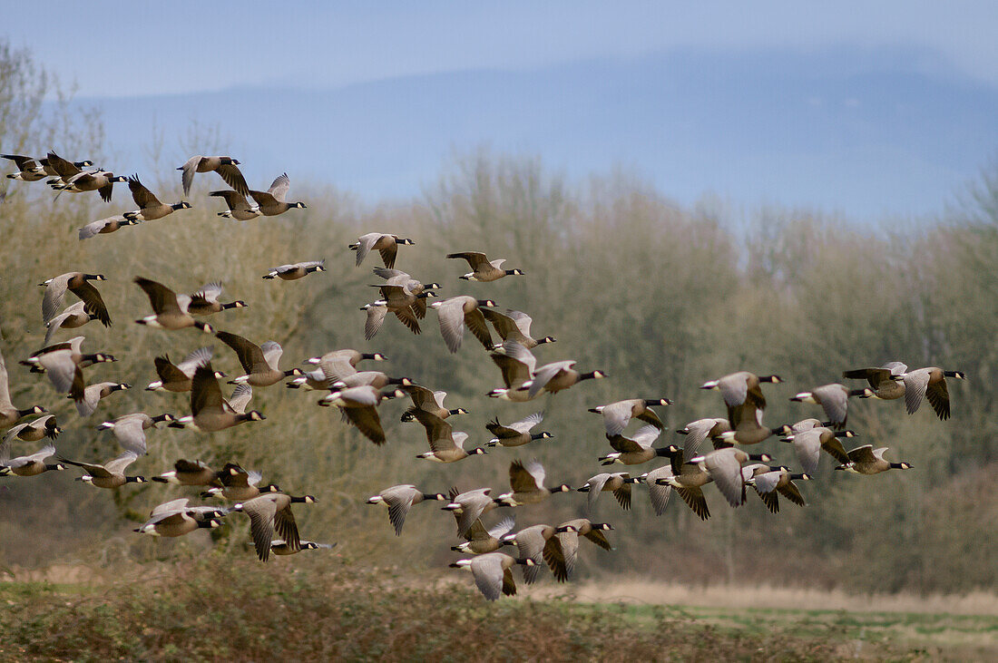 Canada Geese in flight at Ridgefield National Wildlife Refuge in southwest Washington