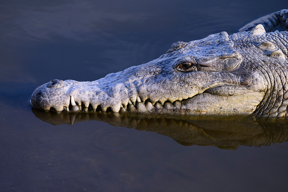 Crocodile, San Blas, Nayarit, Mexico.