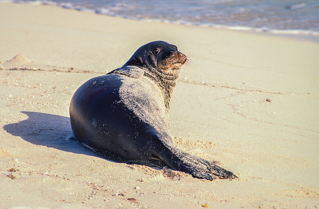 Hawaiian Monk Seal (Neomonachus schauinslandi) on Tern Island in the Hawaiian Islands National Wildlife Refuge.