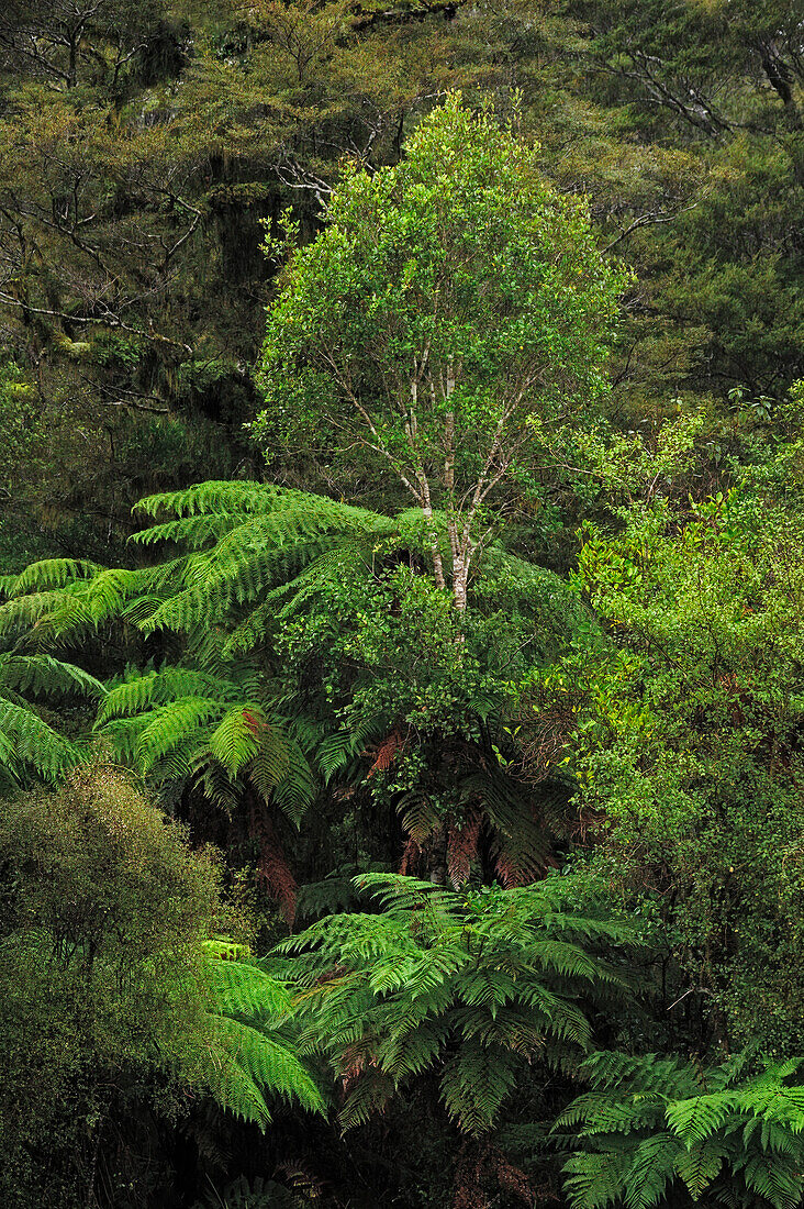 Tree ferns in the forest in the Haast region of ?Te Waipounamu/South Island?, ?New Zealand.