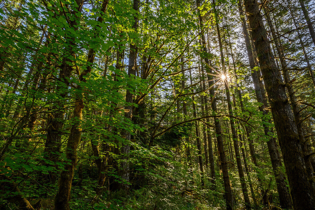 Bäume und Sonnenstern, North Fork Middle Fork of the Willamette River Trail, Cascade Mountains, Oregon.