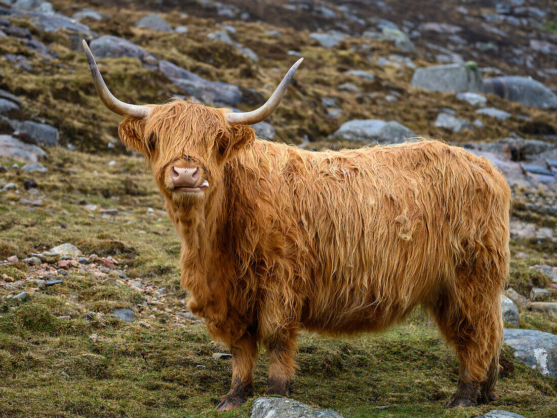 Isle of Lewis und Harris, Äußere Hebriden, Schottland.