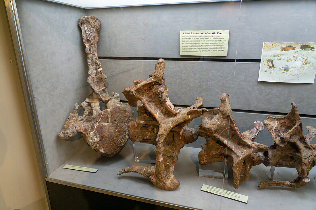 Knochen des Sauropoden Apatosaurus excelsus im Paläontologiemuseum der BYU in Provo, Utah.