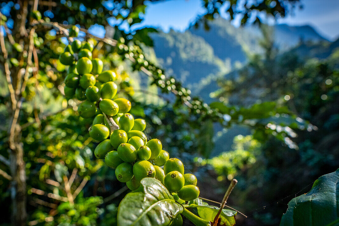 Coffee plantations in Hoja Blanca, Huehuetenango Guatemala