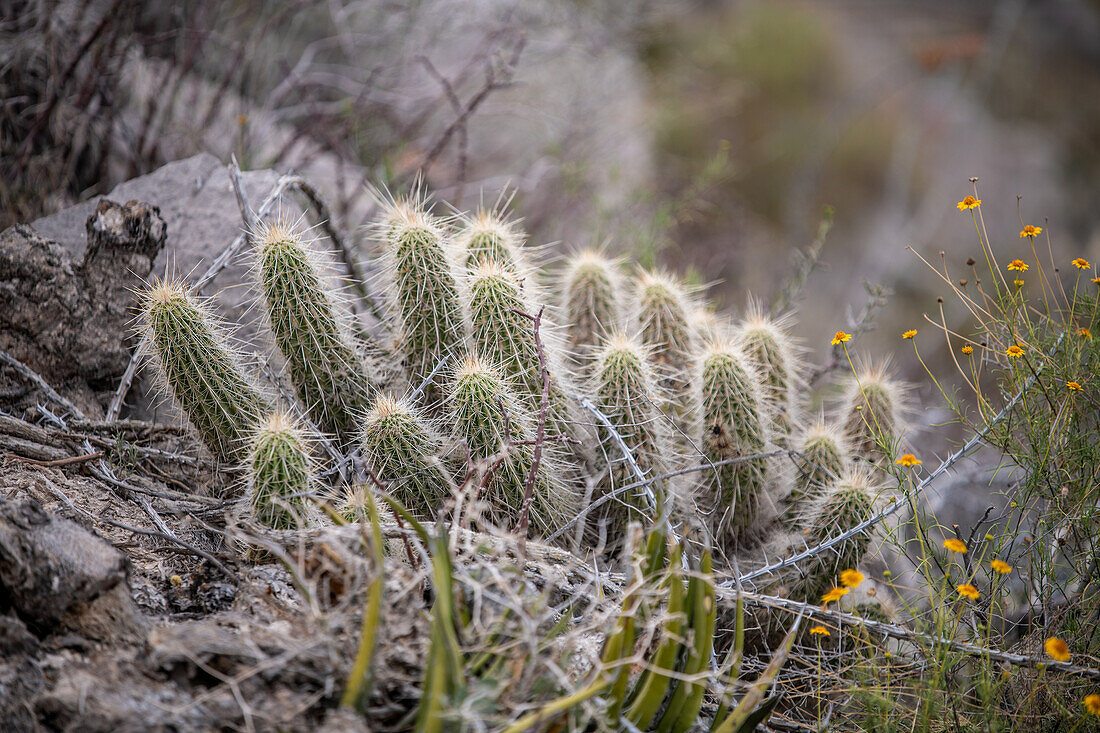 Gomez Palacio, Mexico