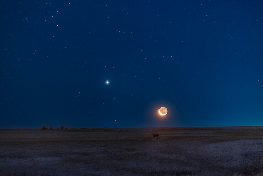 The waning crescent Moon rising in a wide conjunction with Venus in the pre-dawn sky, over a snowy field with a deer posing for the photo! Earthshine lights the dark side of the Moon. This was December 9, 2023.