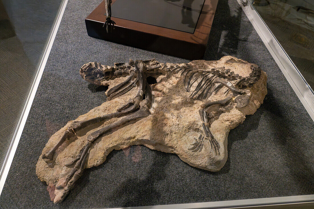 Skelett von Nanosaurus agilis, einem kleinen Dinosaurier aus der Jurazeit, im Paläontologiemuseum der BYU in Provo, Utah.