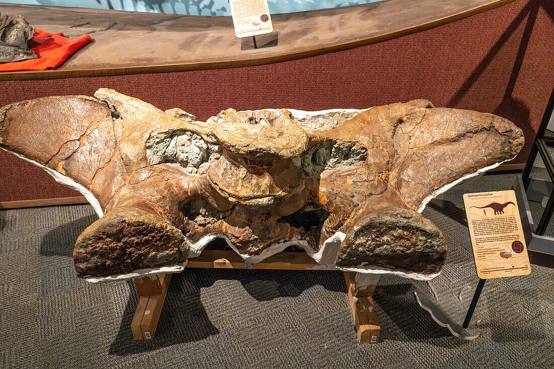 Pelvic bones of an Apatosaurus excelsus dinosaur from the Jurassic Period in the BYU Paleontology Museum in Provo, Utah.