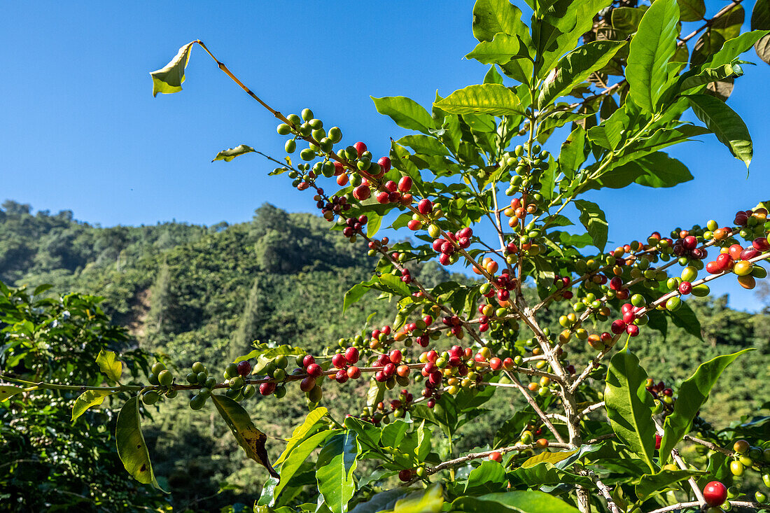 Kaffeeplantagen in Huehuetenango, Guatemala