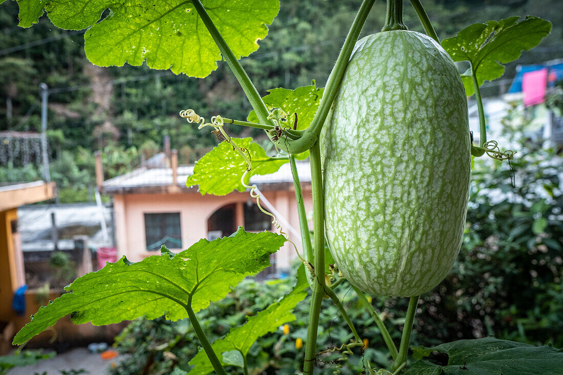 Figleaf gourd (Cucurbita ficifolia) "chilacayote" plant in Hoja Blanca, Huehuetenango, Guatemala