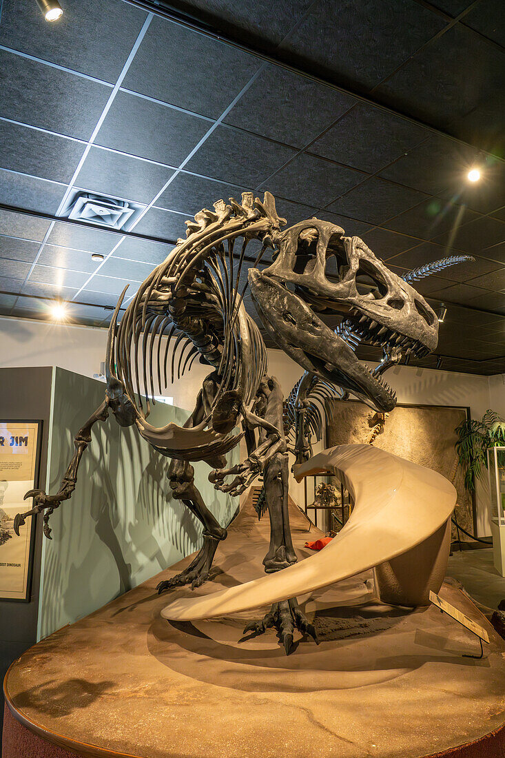 Skeleton of Allosaurus fragilis from the Jurassic Period in the BYU Paleontology Museum in Provo, Utah.