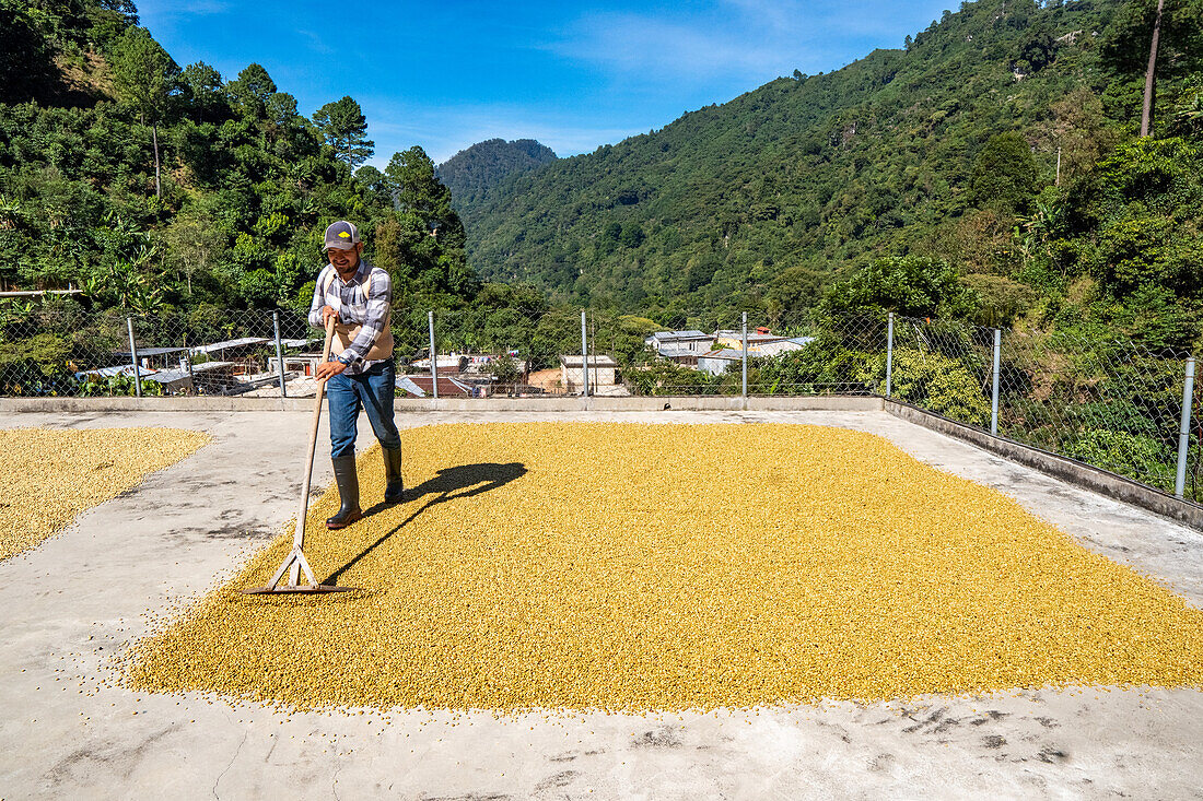 Coffee being dried in Hoja Blanca, Huehuetenengo Guatemala