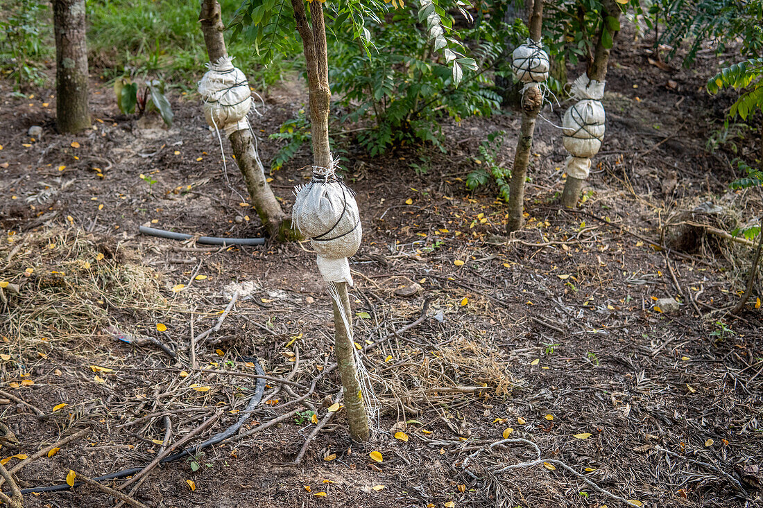 Avocado-Pfropfung in Aguacatan, Huehuetenango, Guatemala