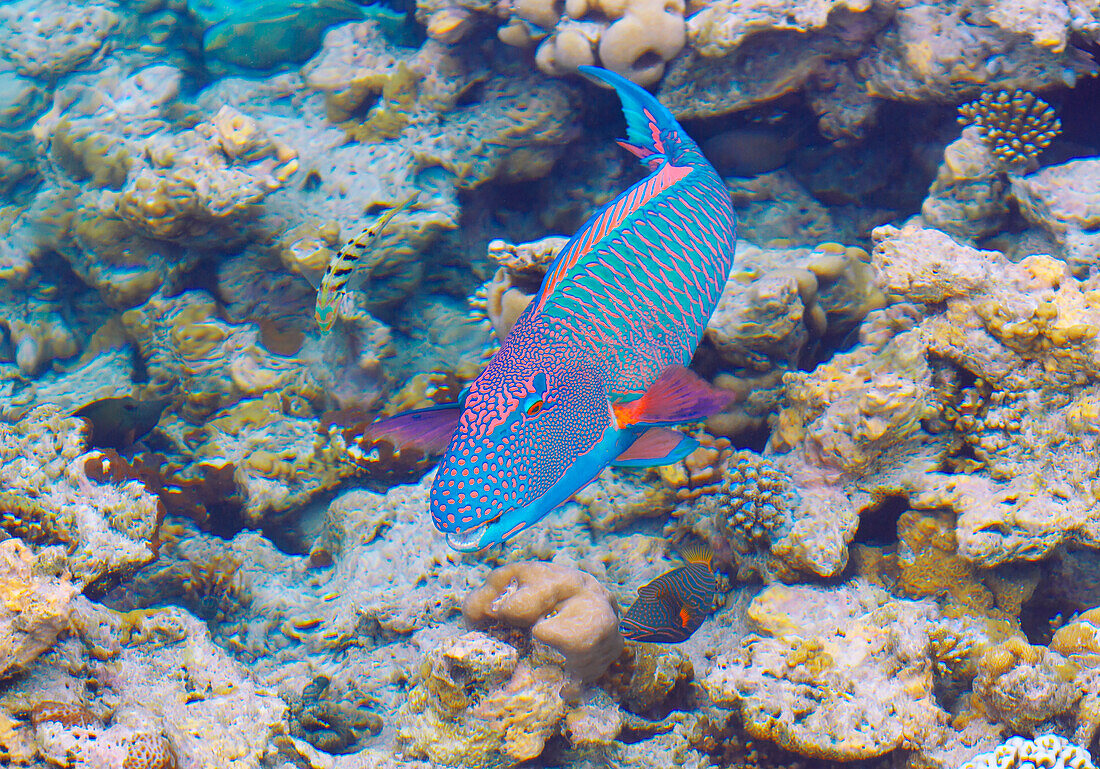 Parrotfish in lagoon, The Maldives, Indian Ocean, Asia