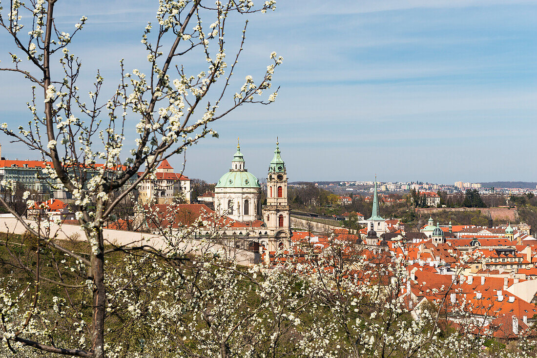 Baroque Saint Nicholas Church and Lesser Town (Mala Strana) through spring trees in blossom, Prague, Czechia, Europe