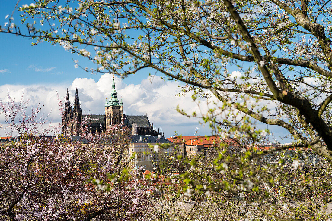 Gotischer Veitsdom und Prager Burg, Hradschin, UNESCO-Weltkulturerbe, Prag, Tschechien, Europa