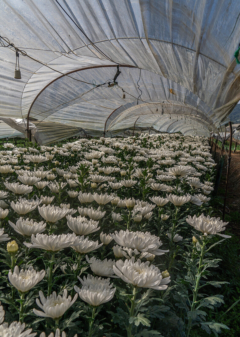 Weiße Chrysanthemen in Blüte in einem Polytunnel in der Provinz Mae Hong Son, Thailand, Südostasien, Asien