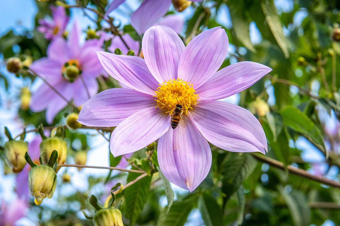 Dalia Catalina (Dahlia imperialis) in Huehuetenango Guatemala