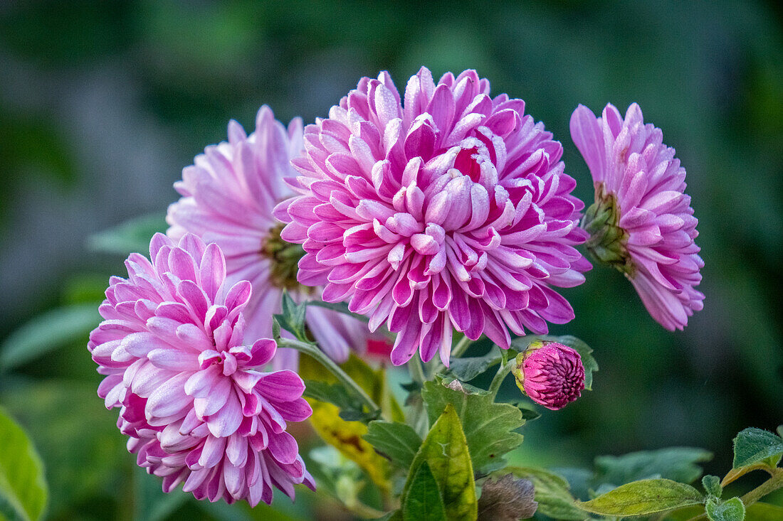 Aster (Asteraceae) Blume in Guatemala