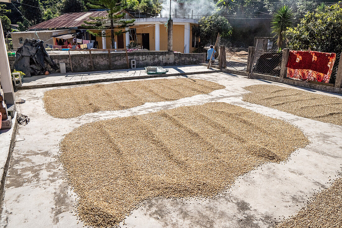 Kaffee wird in Hoja Blanca, Huehuetenengo, Guatemala, getrocknet.