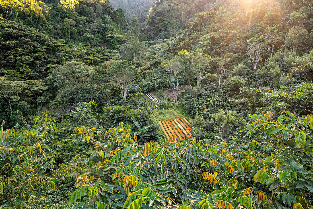 Kaffeefelder in Hoja Blanca, Huehuetenango, Guatemala.