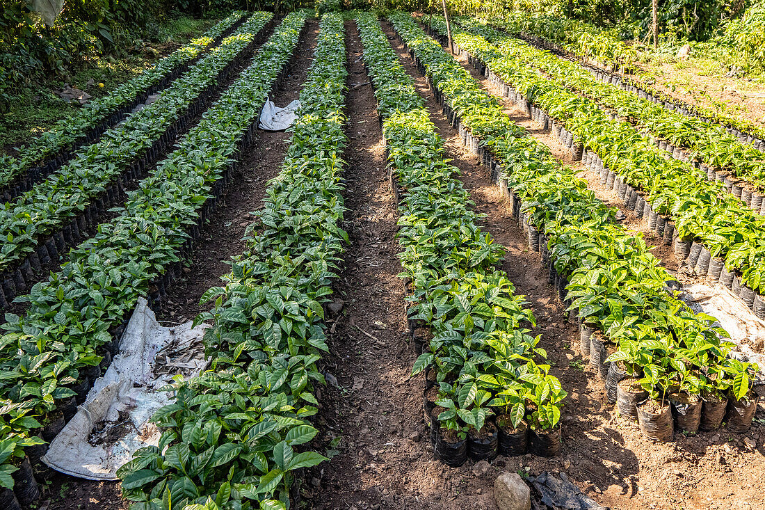 coffee seedbed in hoja blanca, Huehuetenango, Guatemala