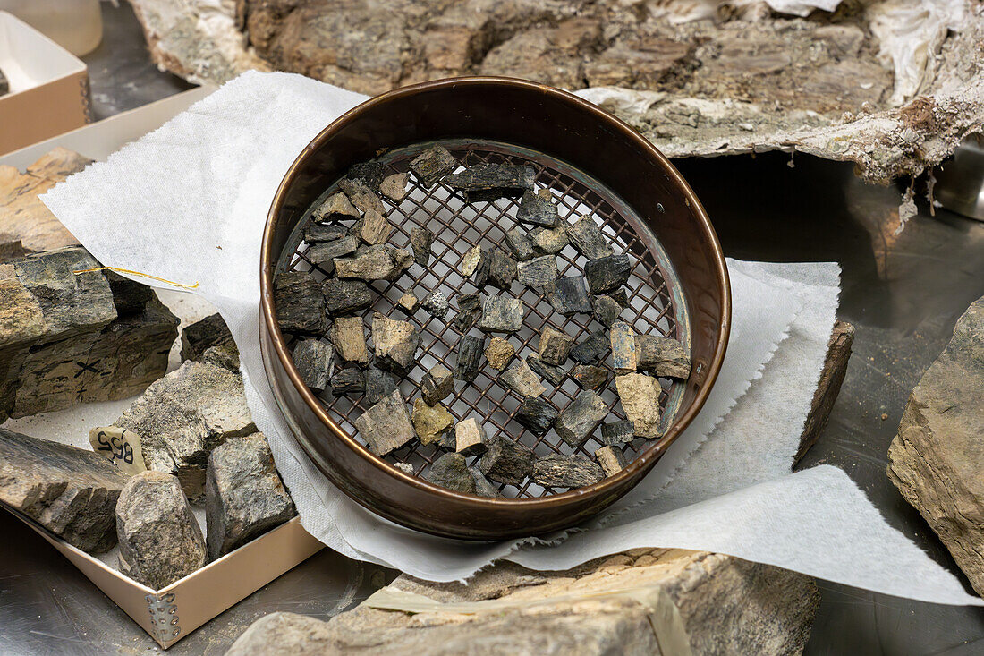 Small fossils in the laboratory of the BYU Paleontology Museum in Provo, Utah.