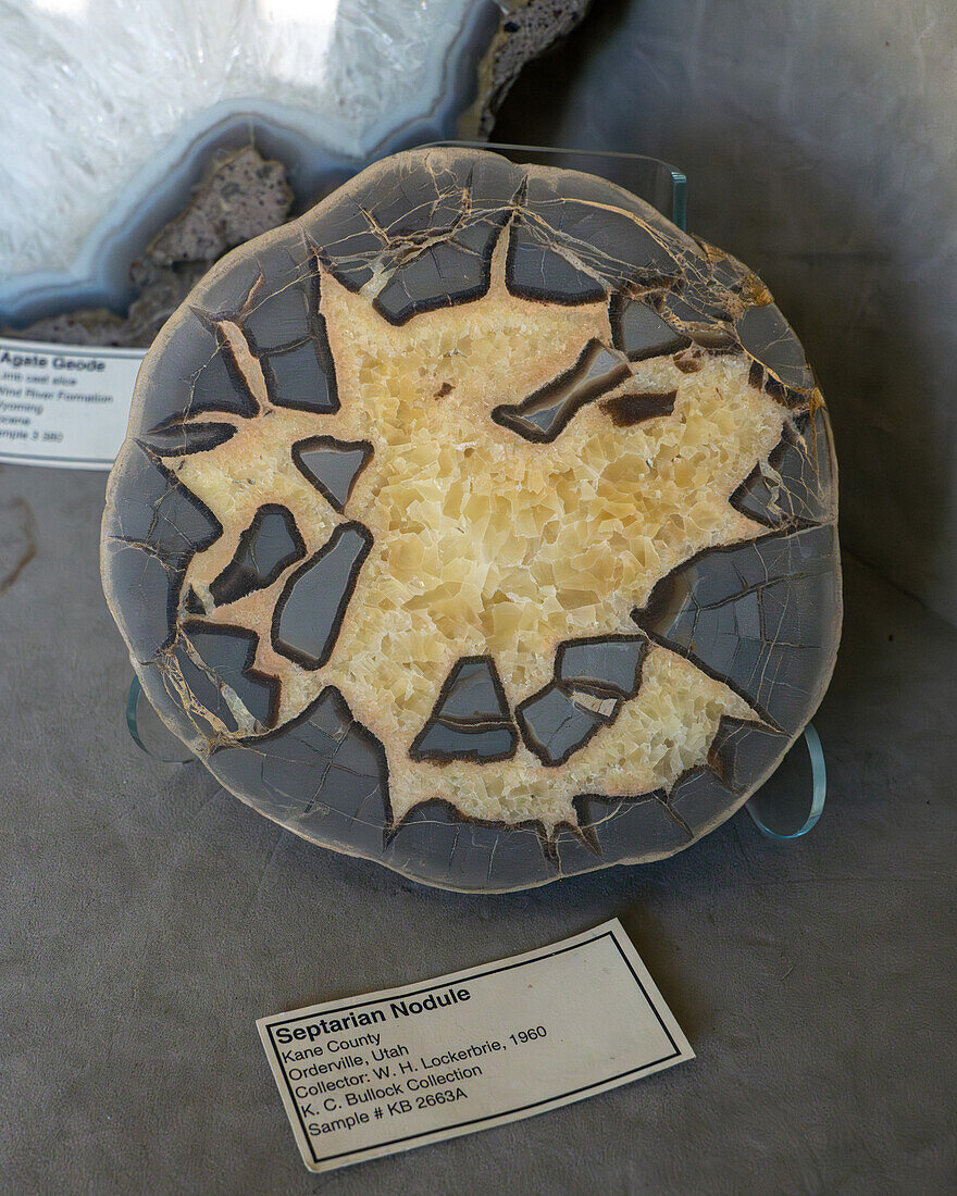 A specimen of Septarian nodule in the Museum of Paleolontolgy at Brigham Young University, Provo, Utah.