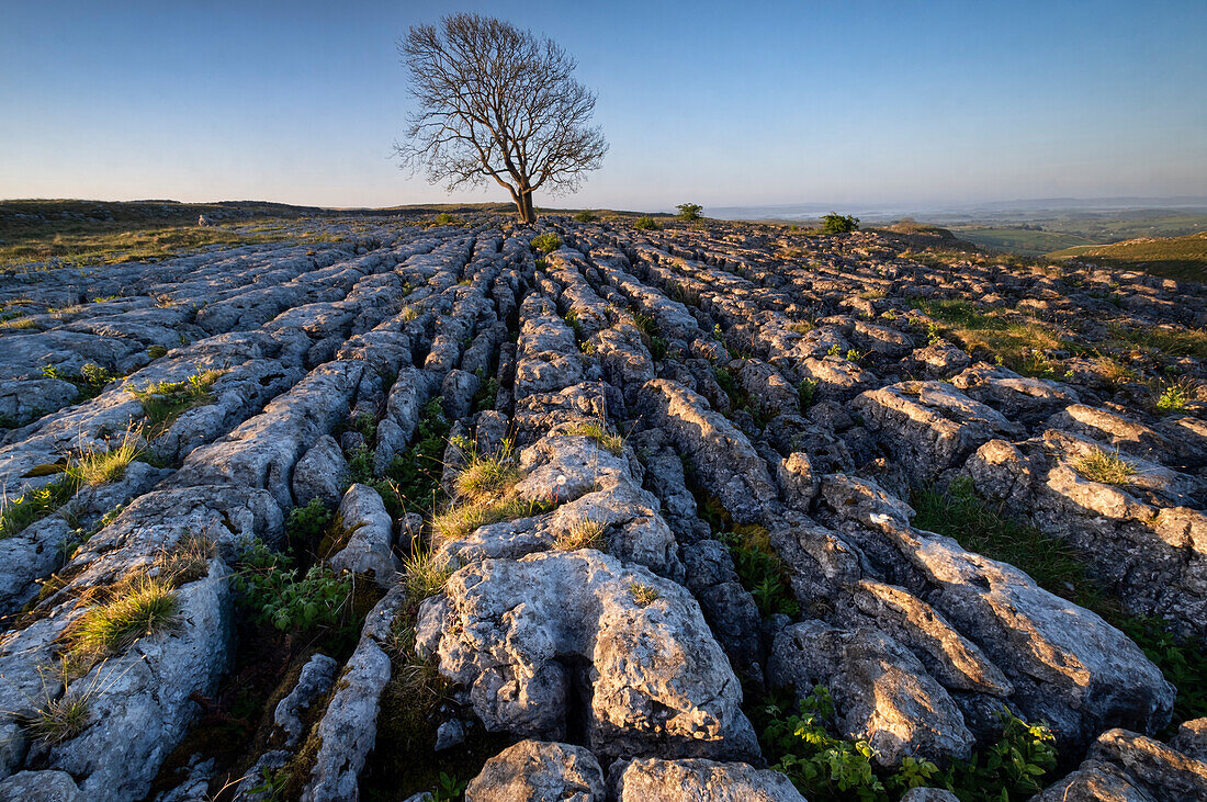 Einsamer kahler Eschenbaum auf Kalksteinpflaster, Malham Lings, Yorkshire Dales National Park, Yorkshire, England, Vereinigtes Königreich, Europa