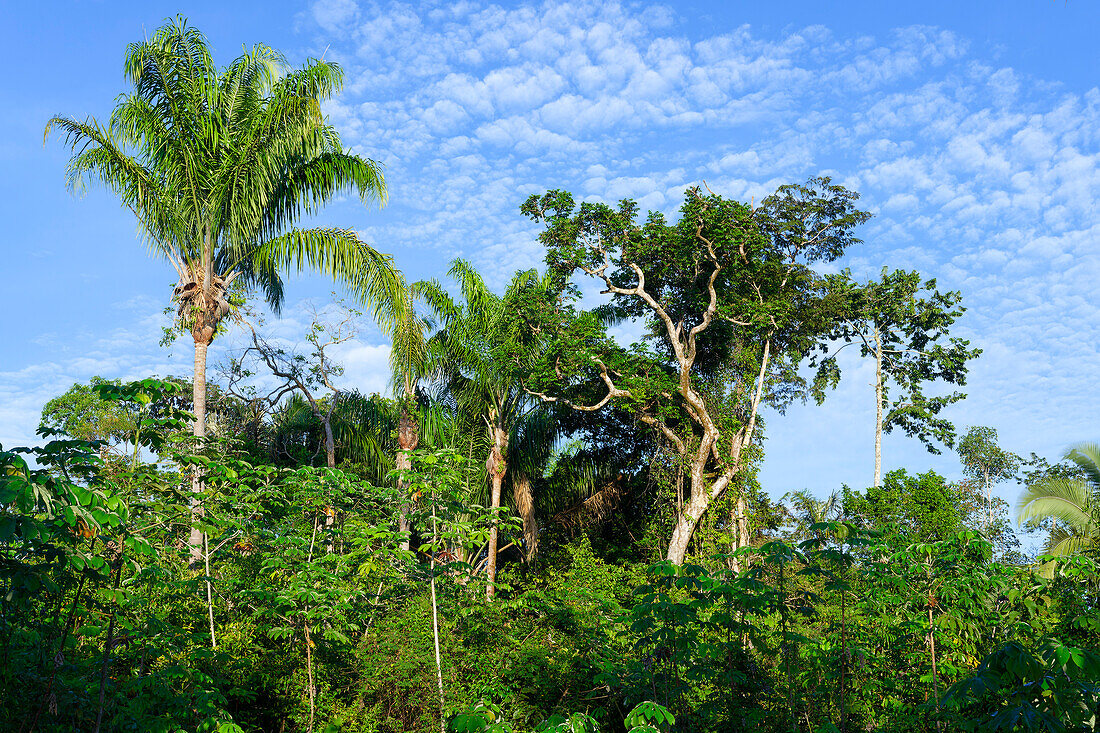 Bäume im überfluteten Wald, Bundesstaat Amazonas, Brasilien, Südamerika