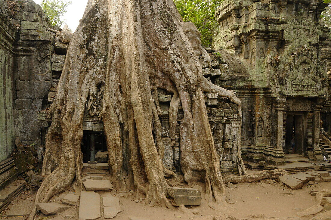 Ta-Prohm-Tempel, Angkor, UNESCO-Weltkulturerbe, Siem Reap, Kambodscha, Indochina, Südostasien, Asien