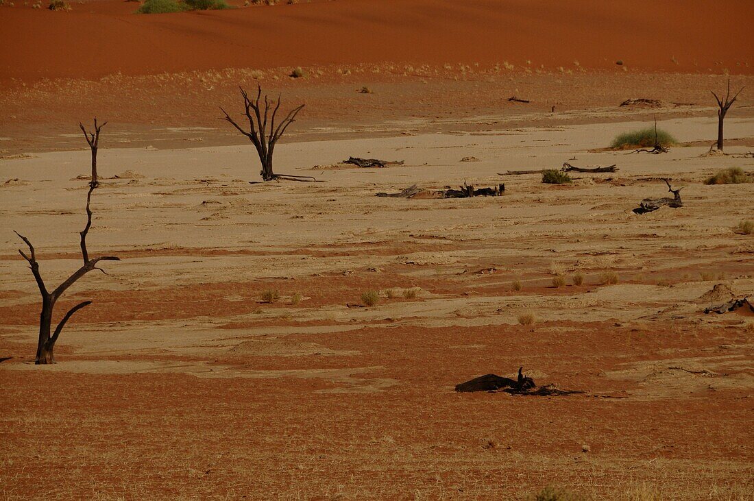 Dead Vlei, Sossusvlei, Namib Desert, Namibia, Africa