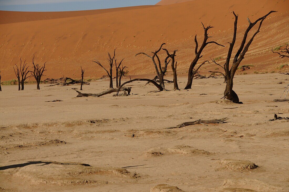 Totes Vlei, Sossusvlei, Namib-Wüste, Namibia, Afrika