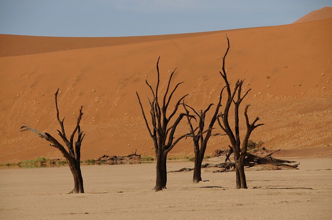 Totes Vlei, Sossusvlei, Namib-Wüste, Namibia, Afrika