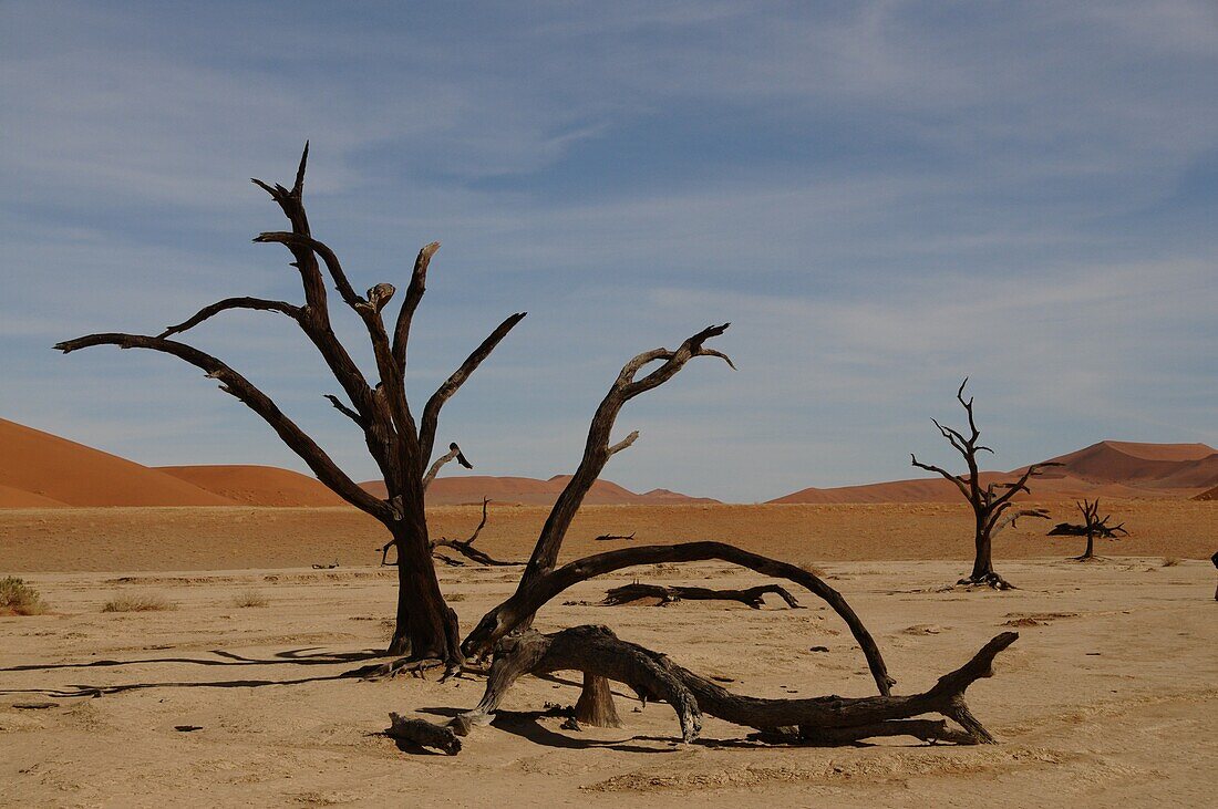 Totes Vlei, Sossusvlei, Namib-Wüste, Namibia, Afrika