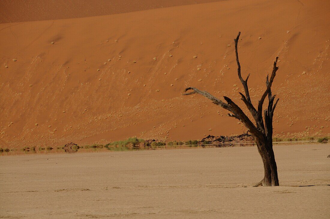 Totes Vlei, Sossusvlei, Namib-Wüste, Namibia, Afrika