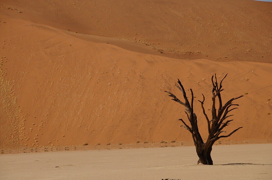 Dead Vlei, Sossusvlei, Namib Desert, Namibia, Africa